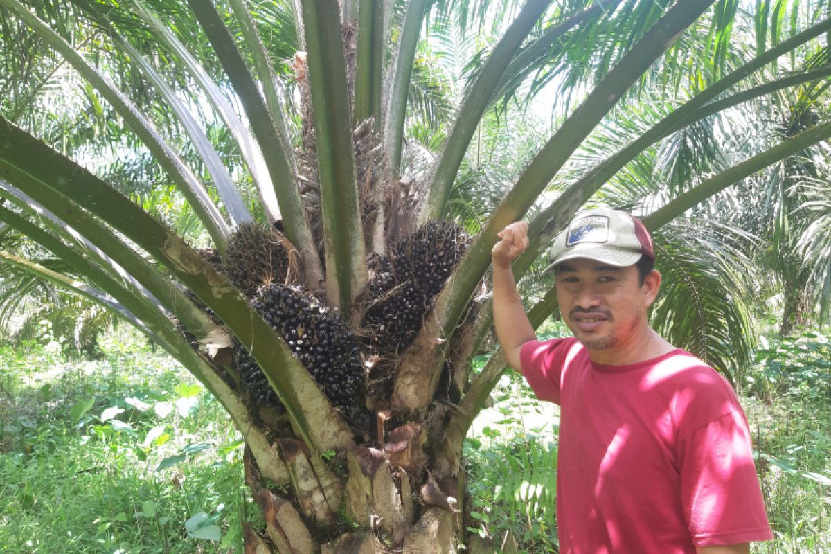 Kalbar berharap harga TBS sawit bisa pulih kembali