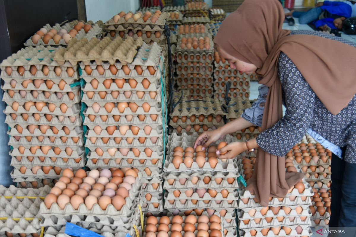 Harga telur ayam ras naik jadi Rp28.560 per kg