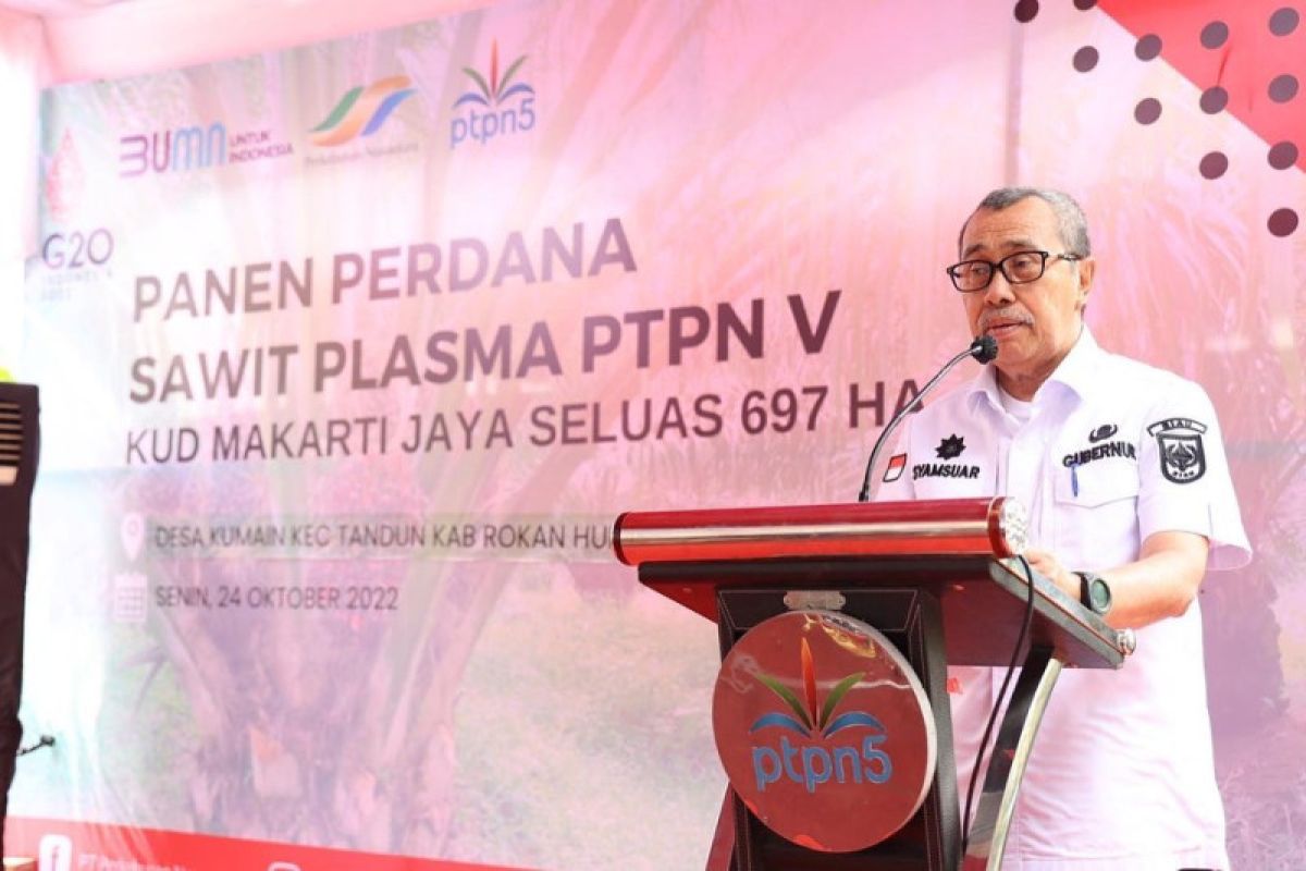 Persentase plasma PTPN V terrluas di Riau