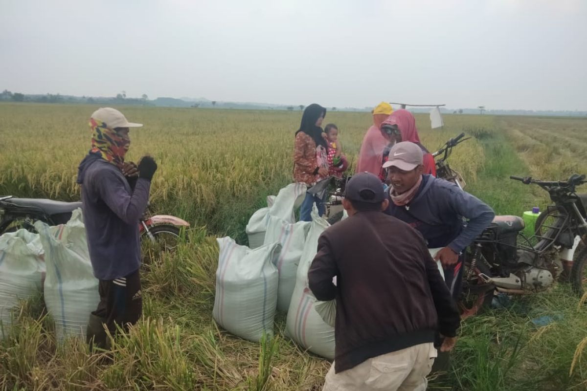 Harga gabah di Lampung naik di atas dua persen