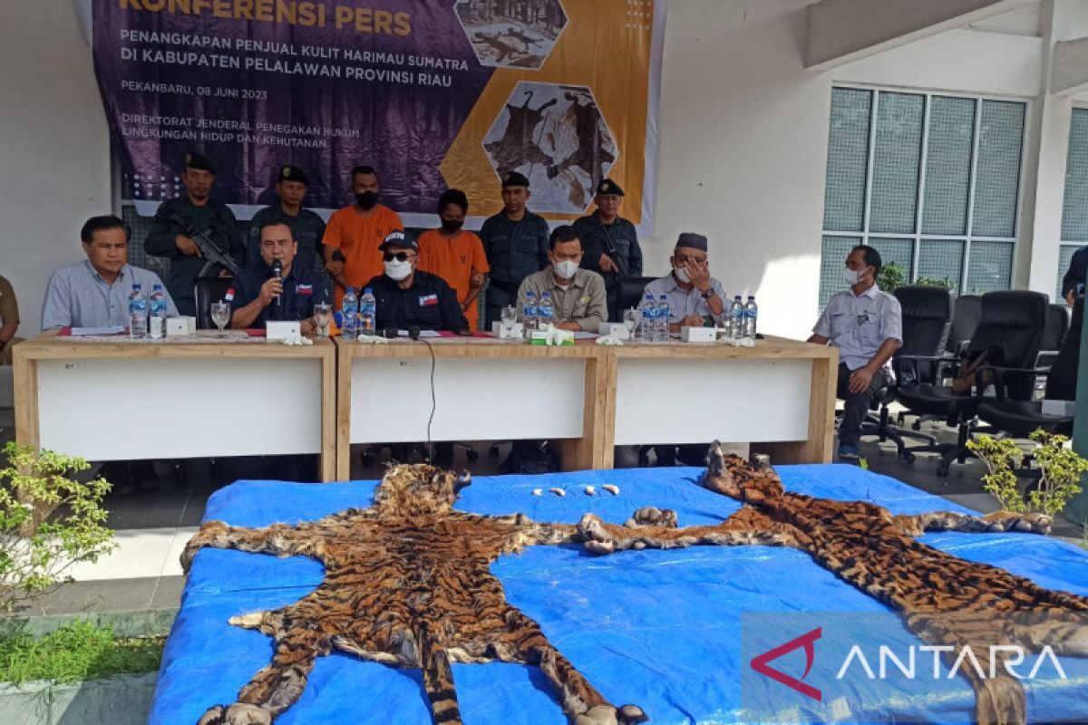 Dua penjual kulit harimau sumatera ditangkap di Pelalawan