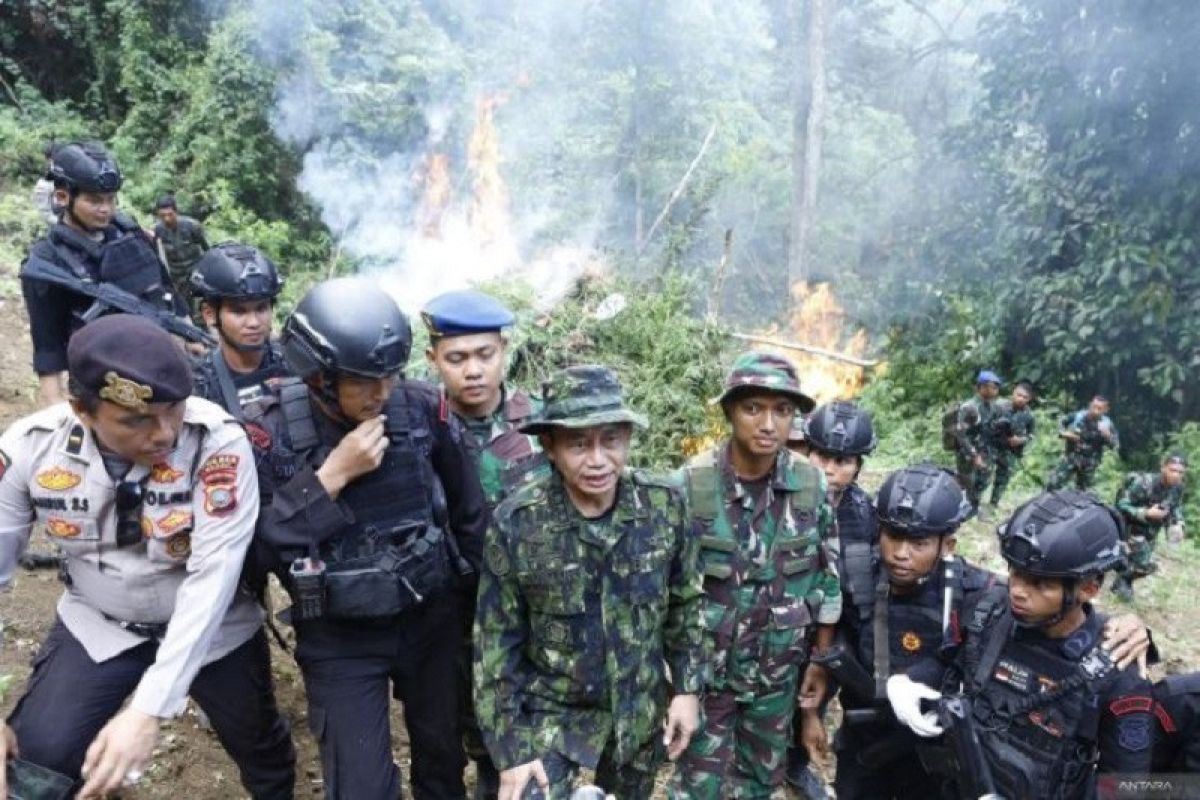 Badan Narkotika Nasional RI musnahkan 1,5 hektar ladang ganja di Mandailing Natal