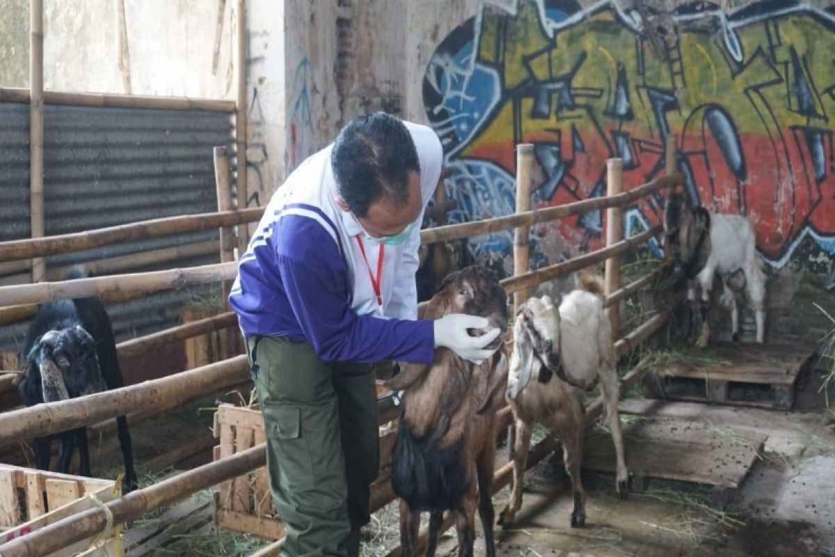 Pemkot Pekalongan tingkatkan pengawasan penyembelihan hewan kurban