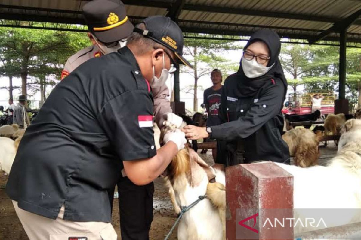 Pemkab Kudus mulai vaksinasi PMK untuk kambing