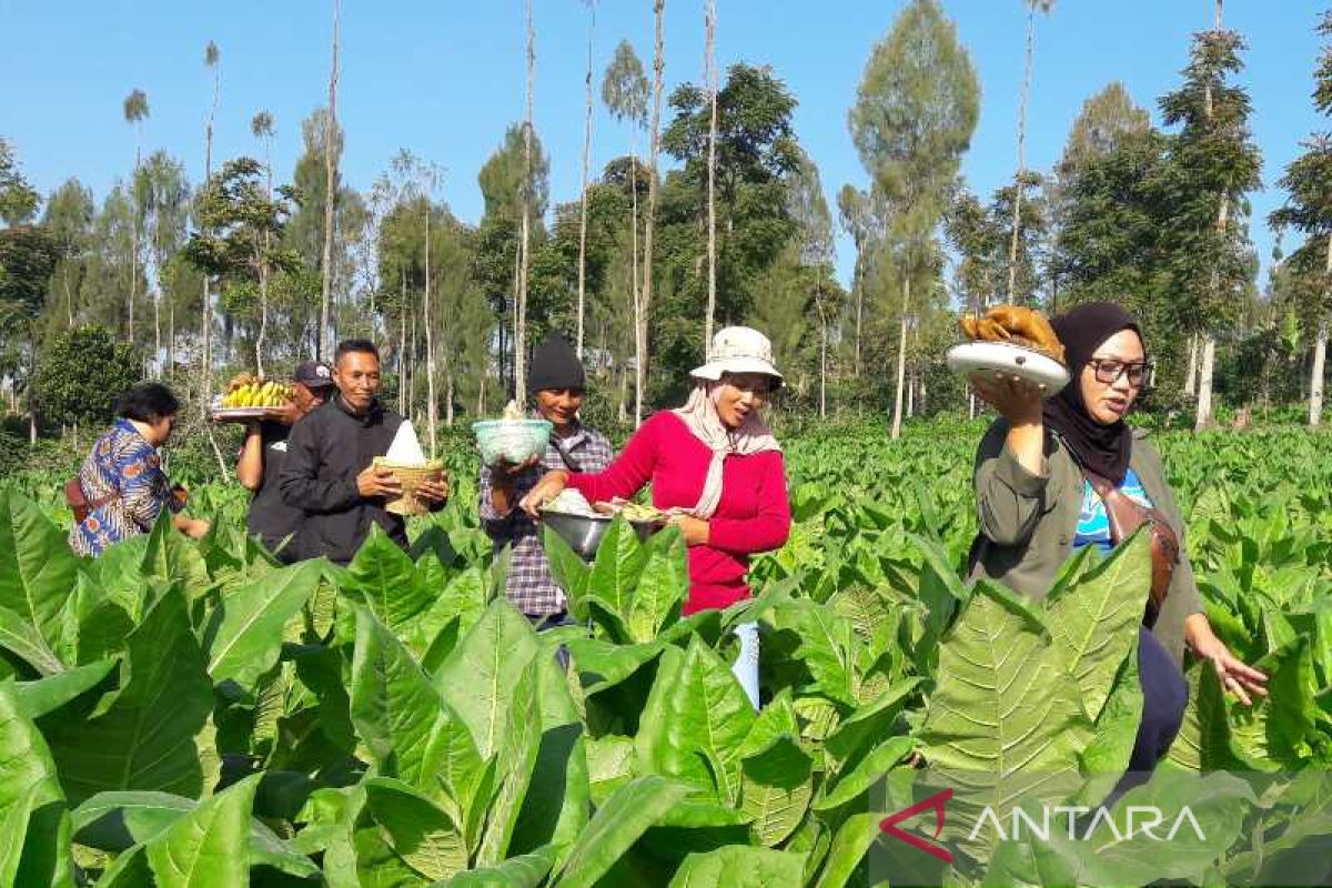 Petani di lereng Gunung Sindoro melaksanakan tradisi  "wiwit" tembakau