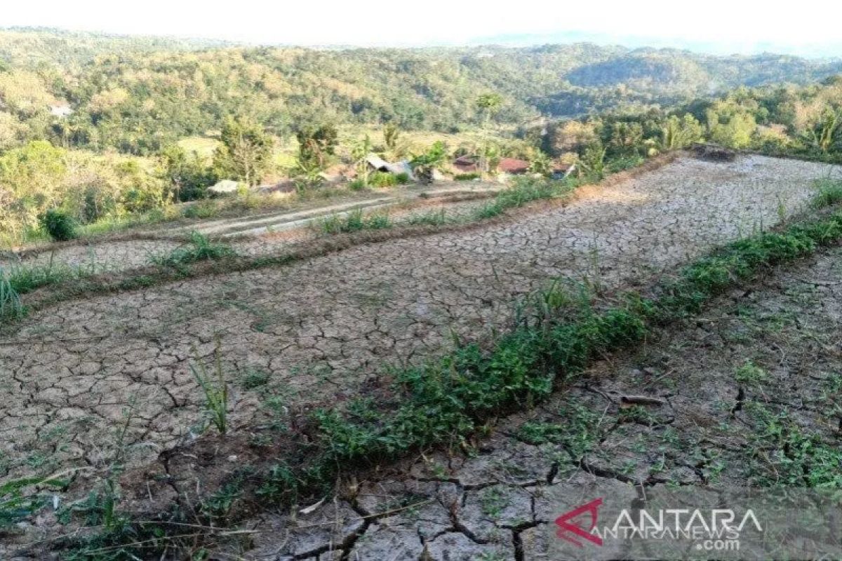 Waspada kekeringan di Jawa hingga Nusa Tenggara, kata BNPB