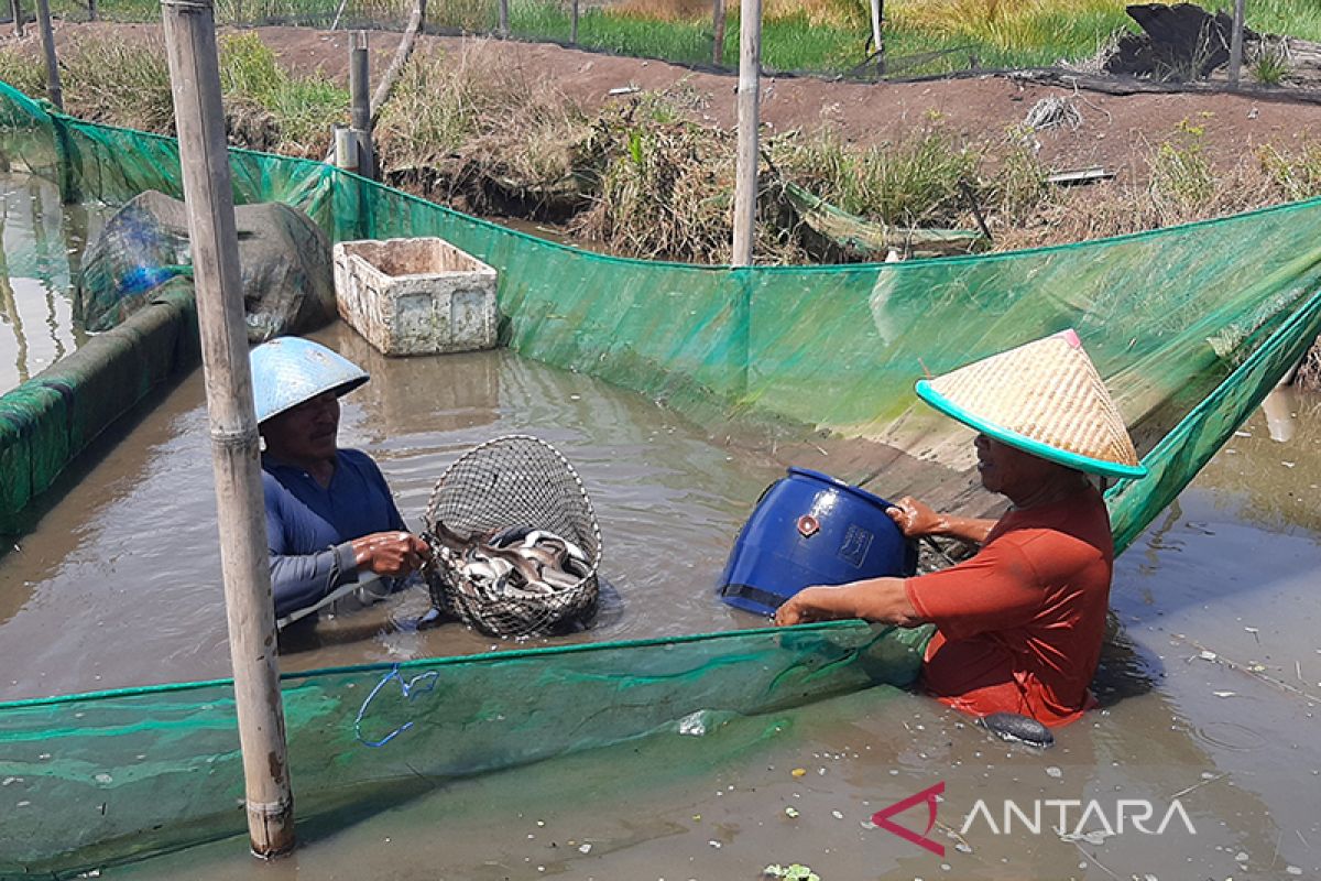 Pemkab Cilacap imbau petani perikanan budidaya waspadai cuaca  ekstrem