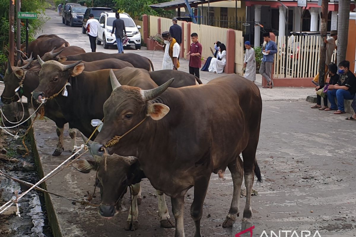 Pemkot Palembang ingatkan warga teliti  beli hewan kurban