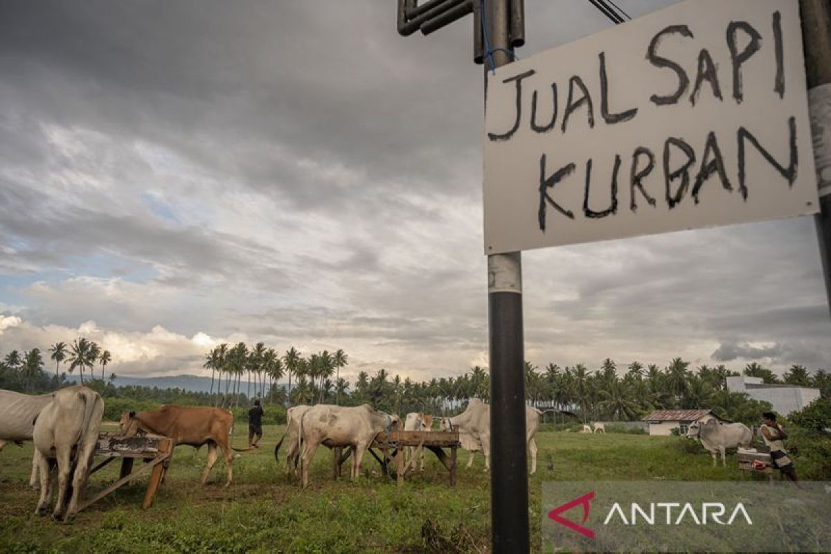 Pemerintah Kabupaten Parigi Moutong ingatkan peternak jaga kualitas hewan kurban