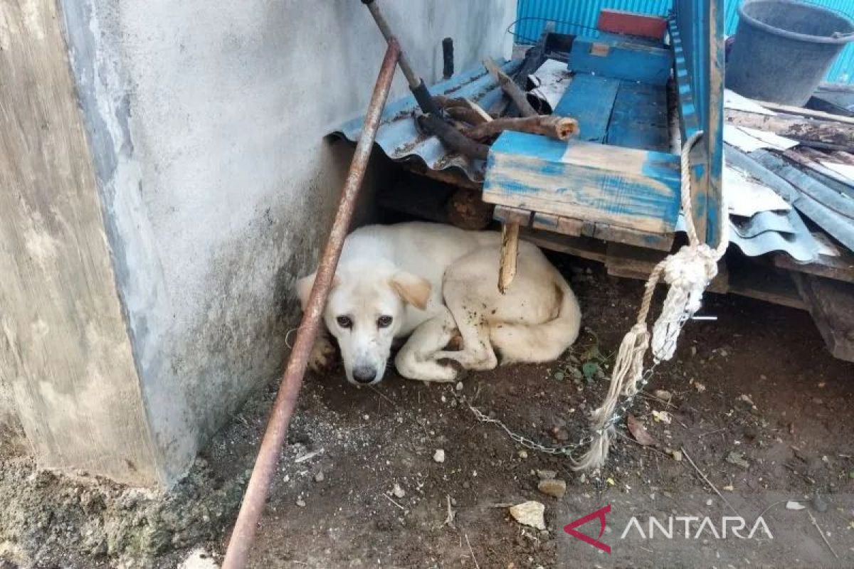 Tiga orang meninggal akibat gigitan anjing rabies di NTT