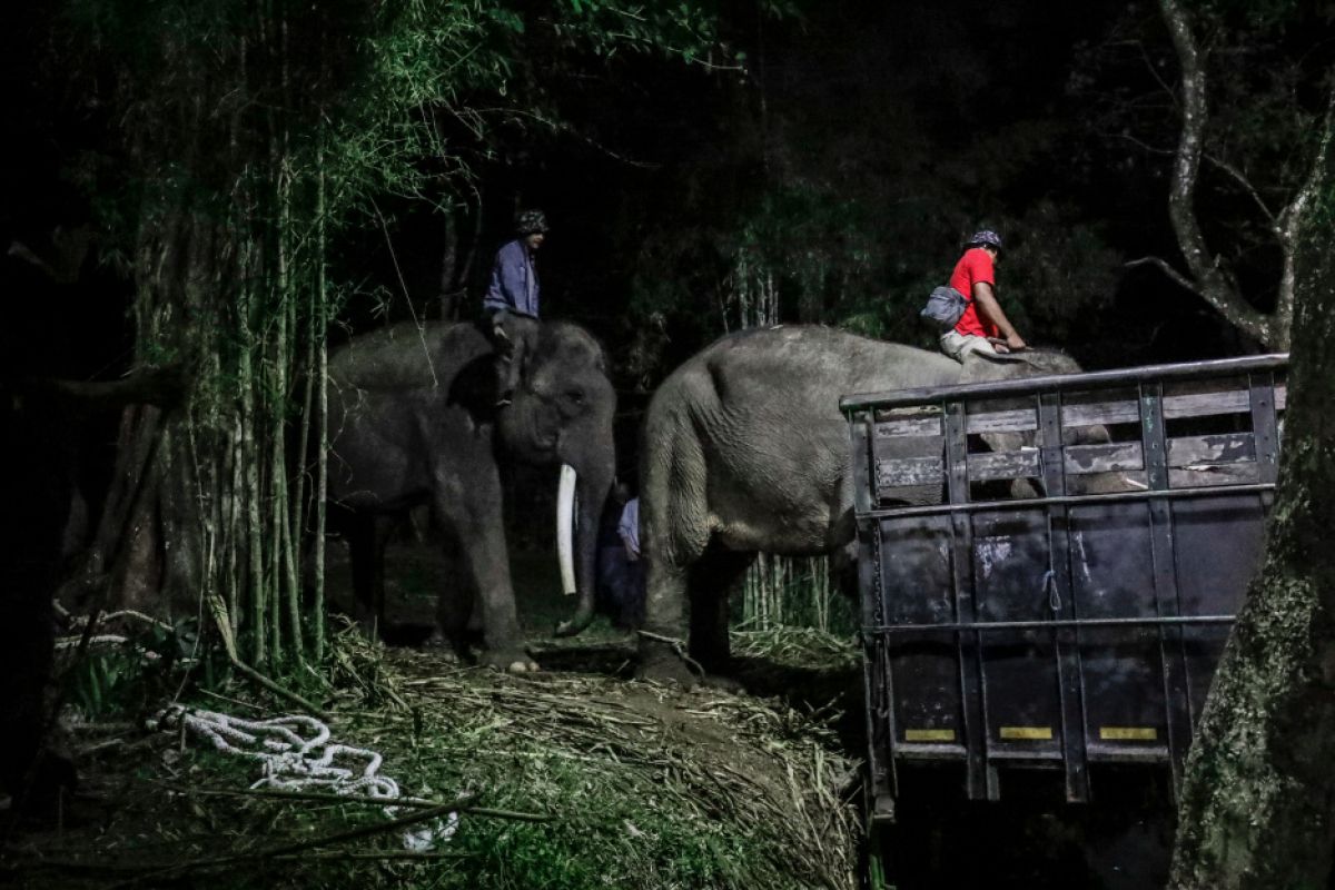 Gajah Borobudur oindahan ke Gembira Loka Yogya