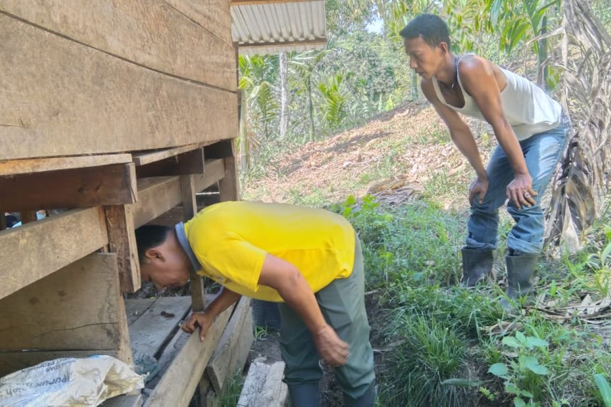 Tiga ekor anjing warga Palembayan Agam diduga dimangsa satwa liar