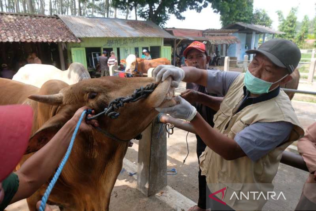 Jelang Idul Adha, Pemkab Magelang intensifkan pemeriksaan ternak