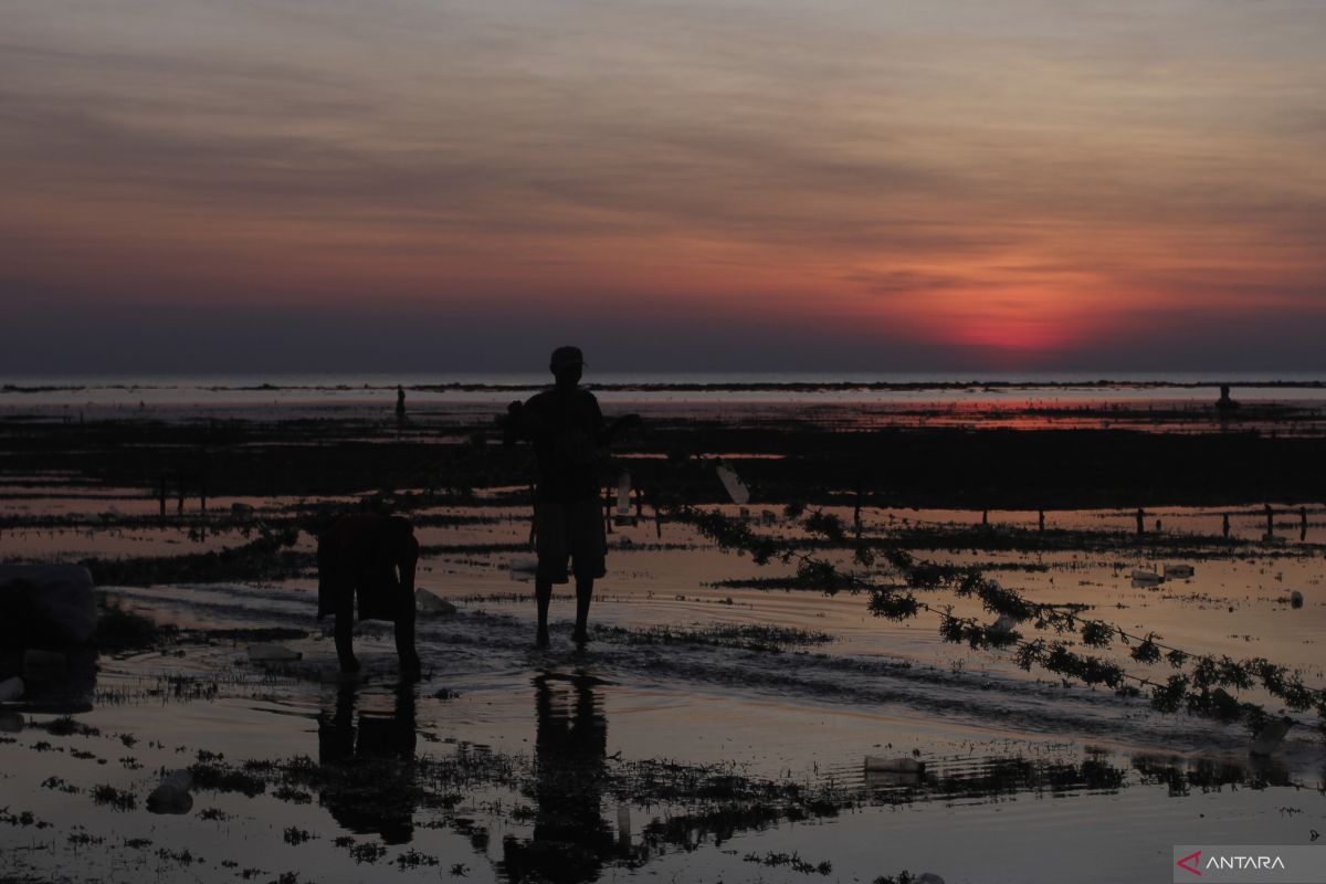 Petani rumput laut di Rote keluhkan penurunan harga