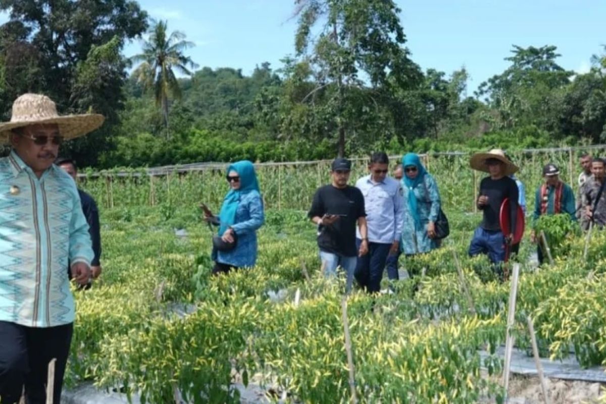 Pemkab Bombana melaksanakan panen perdana di Sekretariat DPRD