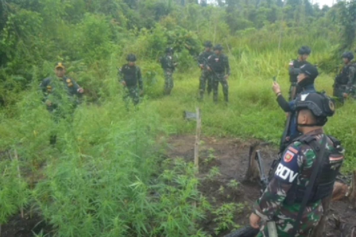 Satgas Pamtas Yonif 725 temukan ladang ganja di Papua  Selatan