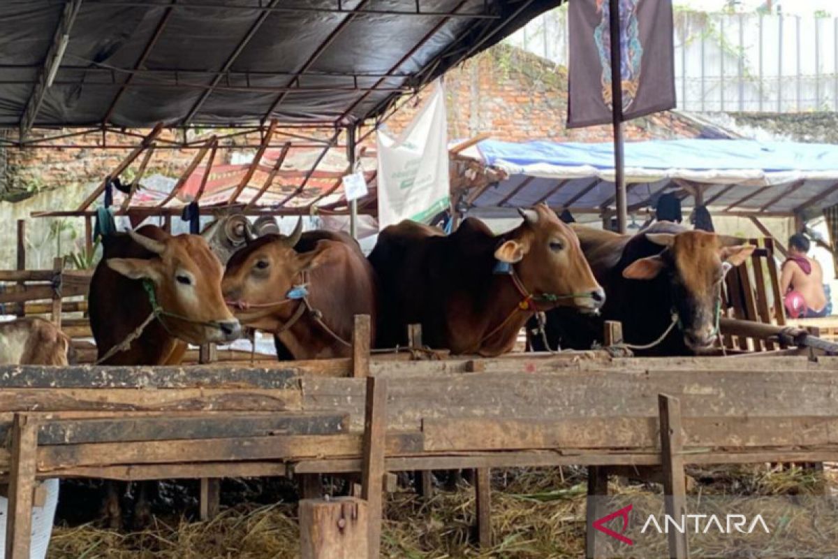 Belasan hewan kurban terdeteksi sakit mata di Jakarta