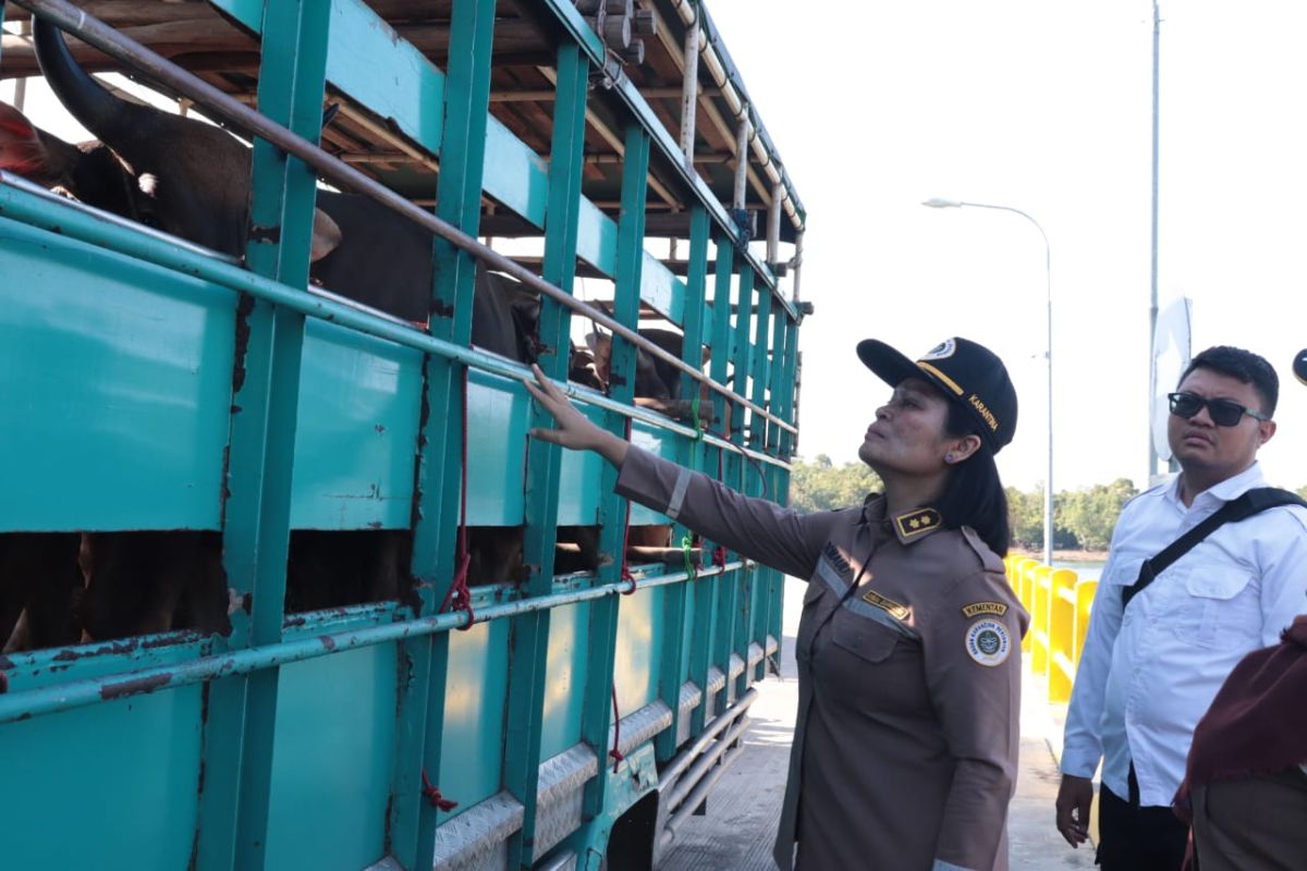 Karantina Pertanian perketat sapi masuk ke Batam cegah LSD