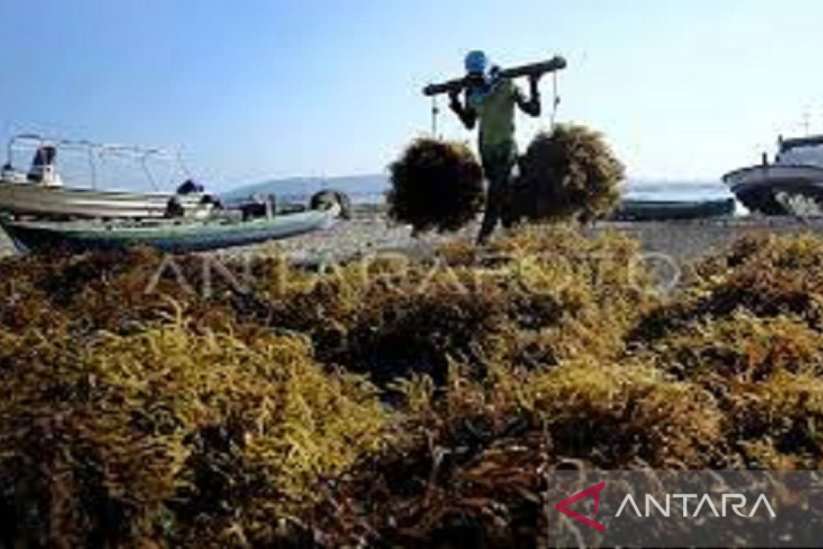 Petani rumput laut di Buton diharapkan mampu jadi eksportir