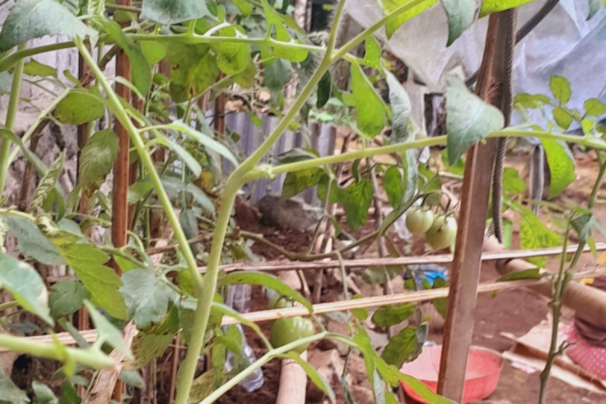 Ketergantungan beras dari luar daerah cukup tinggi