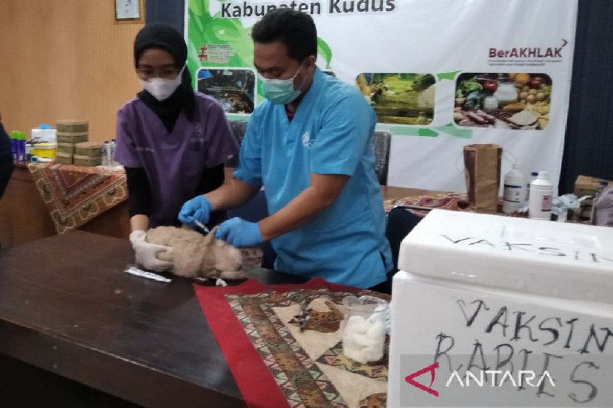 Pemkab Kudus vaksinasi ratusan kucing cegah rabies