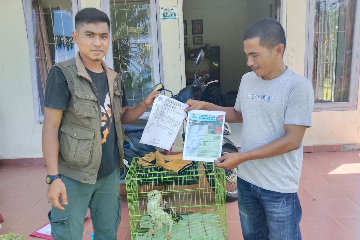 Dapat di kebun, warga Agam serahkan elak brontok ke BKSDA