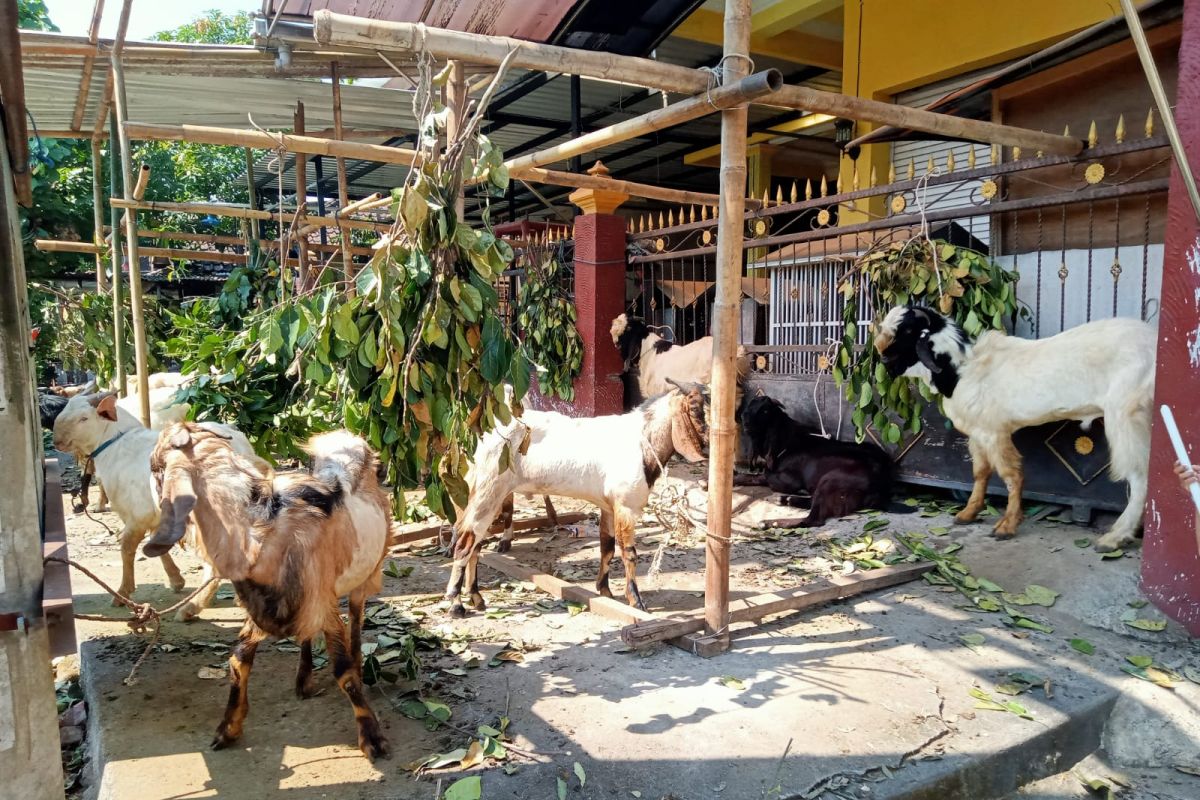 Keswan Mataram temukan kasus penyakit mata hewan kurban