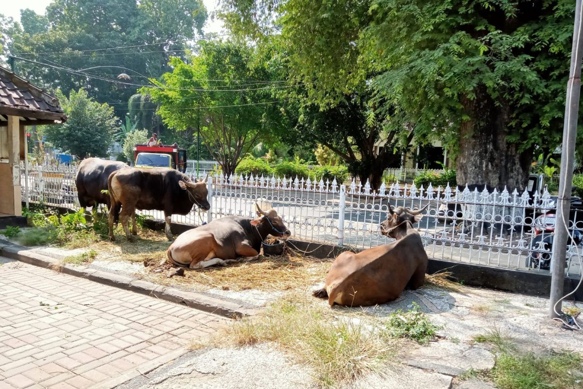 Pemkot Mataram menyediakan 69 ternak kurban pada Idul Adha 1444 H