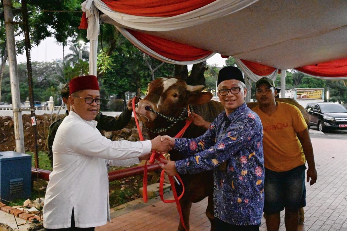 Wapes Ma'ruf Amin serahkan sapi kurban satu ton lebih ke Masjid Istiqlal