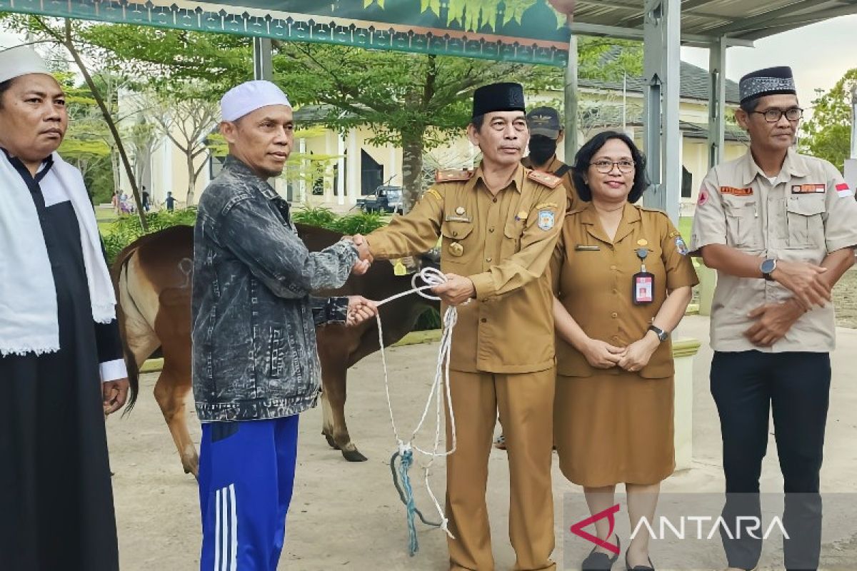 Pemkab Murung Raya salurkan 21 sapi kurban