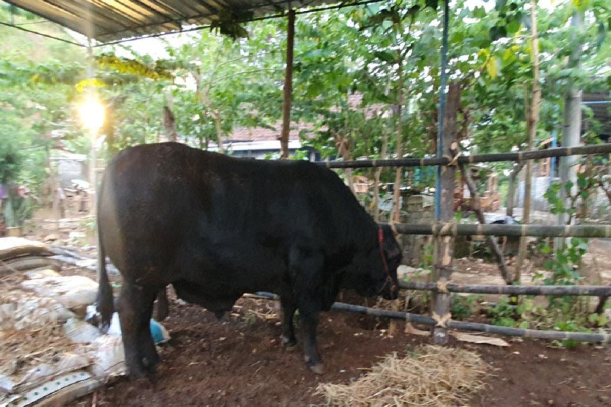 Sapi kurban bantuan Presiden diserahkan ke Singkil