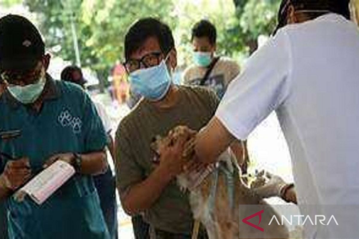 Pemkot Kendari imbau warga vaksinasi hewan peliharaan antisipasi rabies