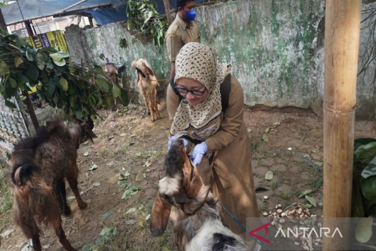 Pemkab Batang : Ada hewan kurban belum cukup umur