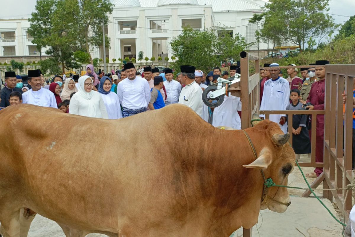 Wali Kota Batam berkurban tujuh sapi ukuran jumbo