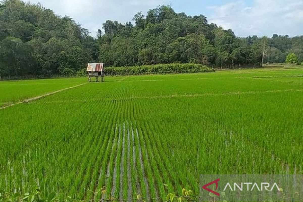 Potensi persawahan baru di Kabupaten Bombana masih cukup luas