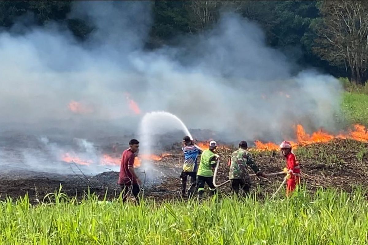 BPBD Palangka Raya catat sebanyak 56 kasus karhutla hingga akhir Juni