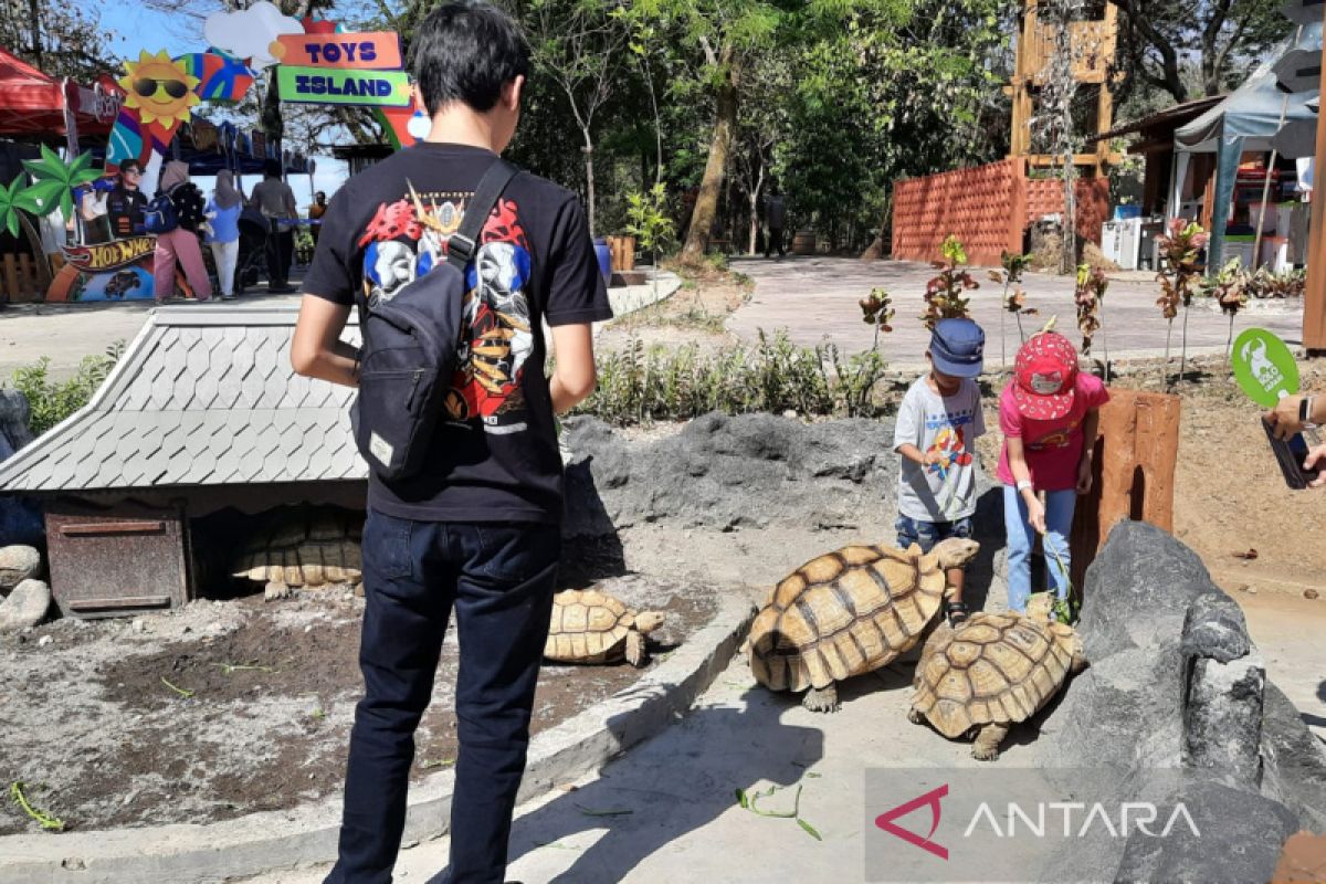 Surakarta hibahkan kura-kura untuk koleksi satwa Solo Safari