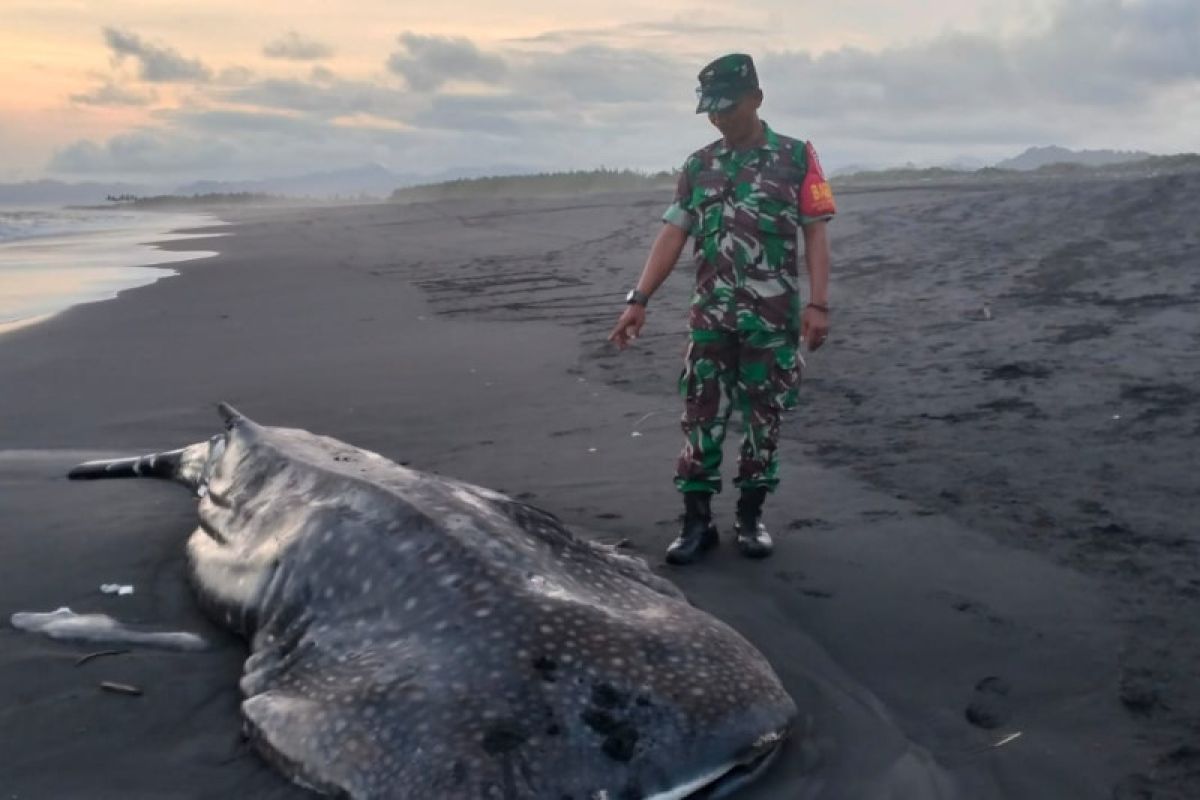 Hiu paus tutul terdampar di pantai selatan Lumajang Jatim