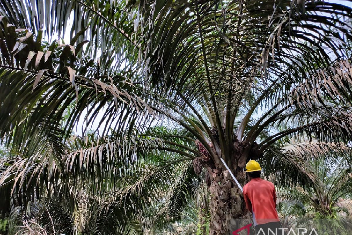 Harga sawit Riau turun Rp87,50/kg seminggu ke depan