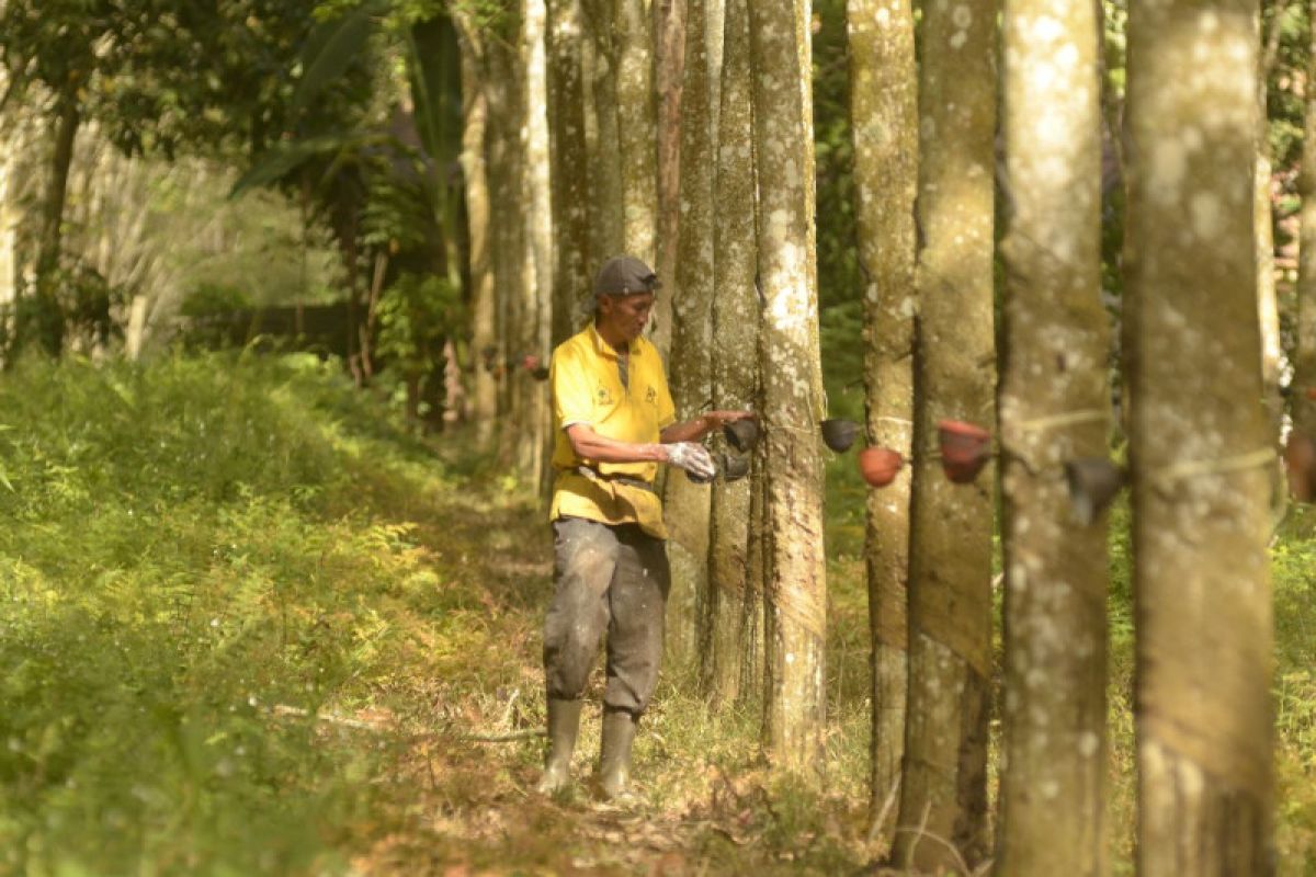 Supporting Co optimistis kelola perkebunan yang unggul dan berkesinambungan