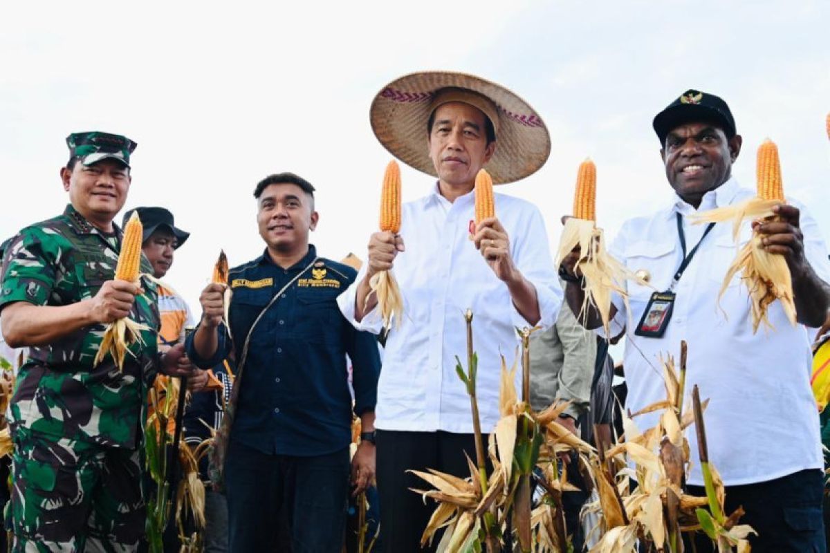 Presiden Joko Widodo: Hasil panen jagung Keerom di atas standar nasional