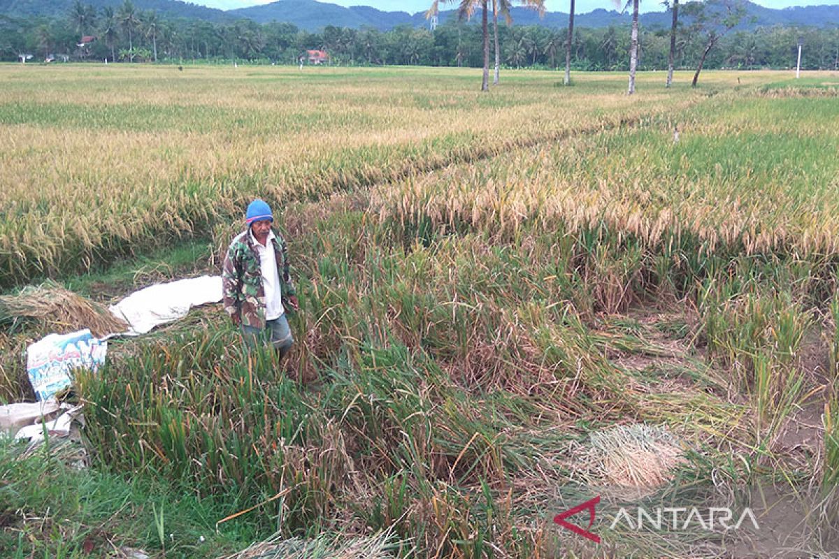 Luasan tanaman padi terdampak kekeringan di Cilacap bertambah