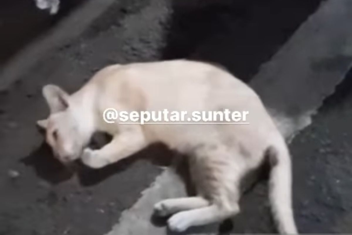 21 kucing ditemukan mati setelah kejang-kejang di Jakarta Utara