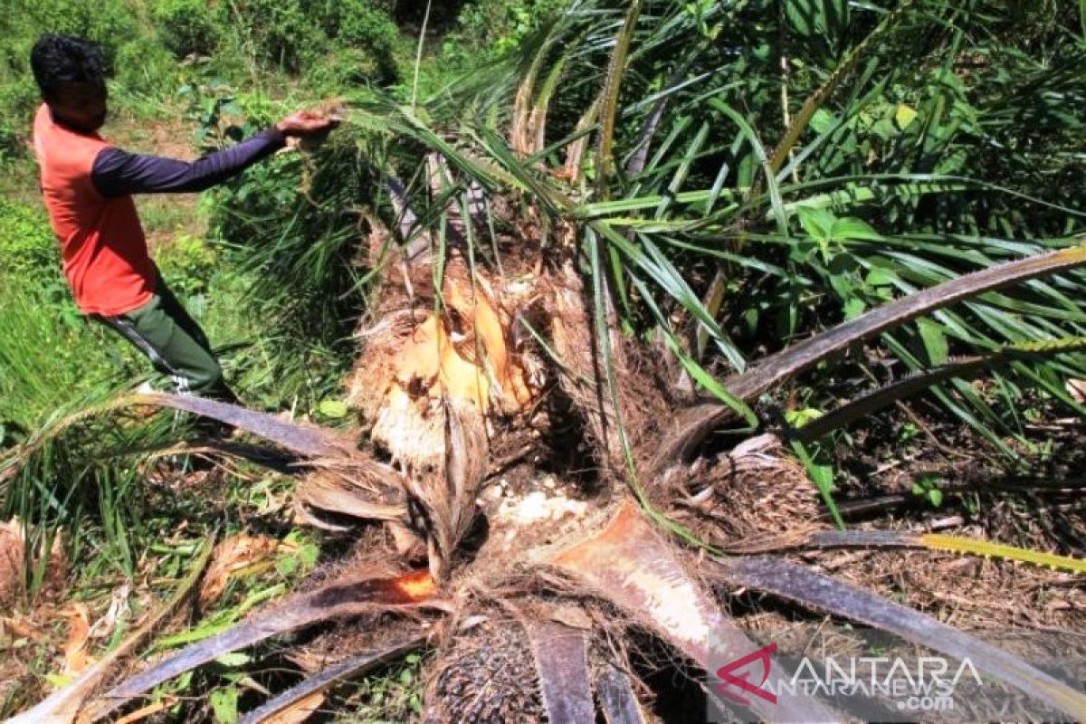 Pengadilan tolak praperadilan mantan Sekda Pekanbaru terkait pengrusakan sawit