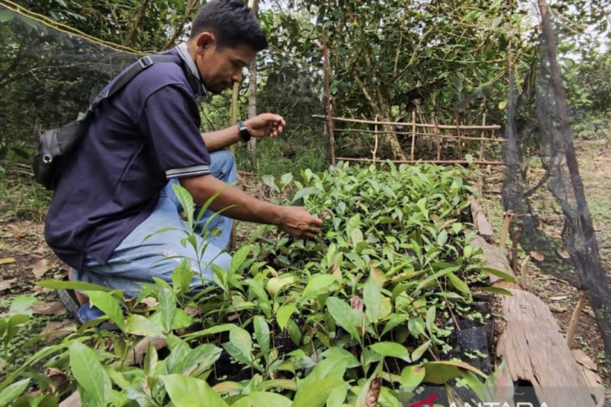 Mengembalikan kejayaan kopi liberika Sendoyan