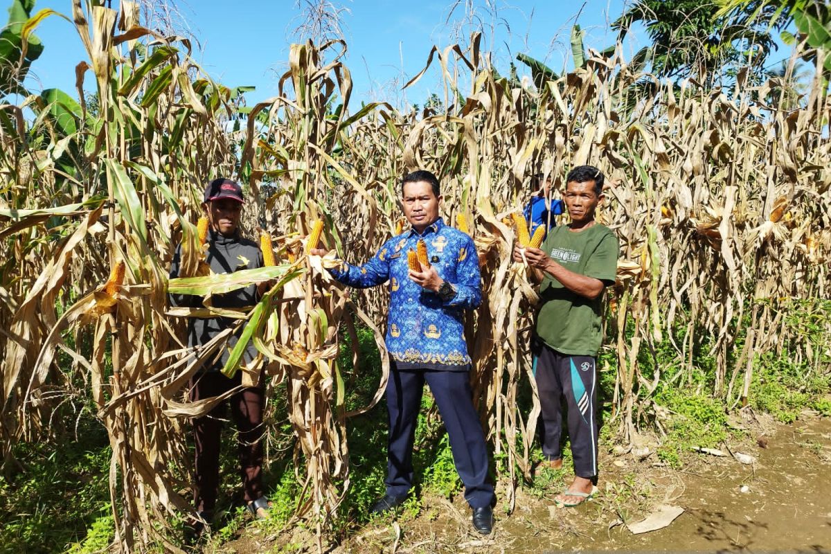 Lapas Lubuk Basung panen jagung program pembinaan kemandirian