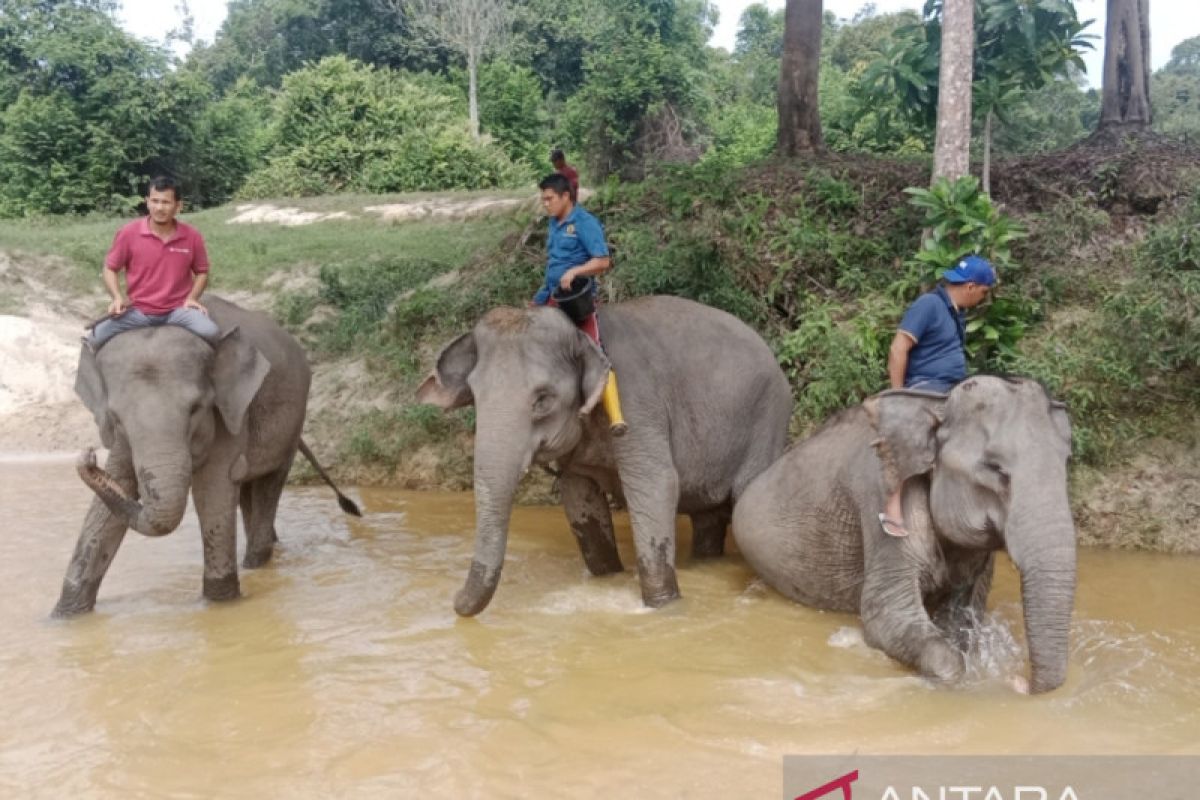 Pertamina Hulu Rokan alokasikan Rp24 miliar dukung konservasi gajah