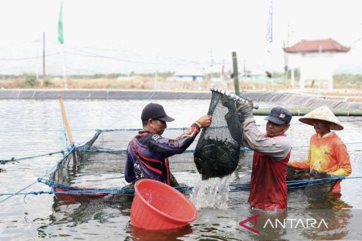 KKP: Program SFV telah berhasil meningkatkan realisasi PNBP layanan perikanan