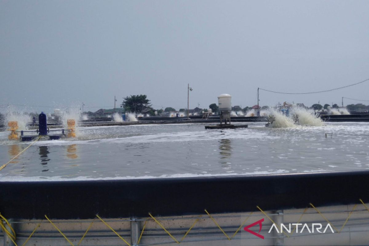 Pemkab Jepara siap "backup" penegakan hukum terhadap tambak  udang