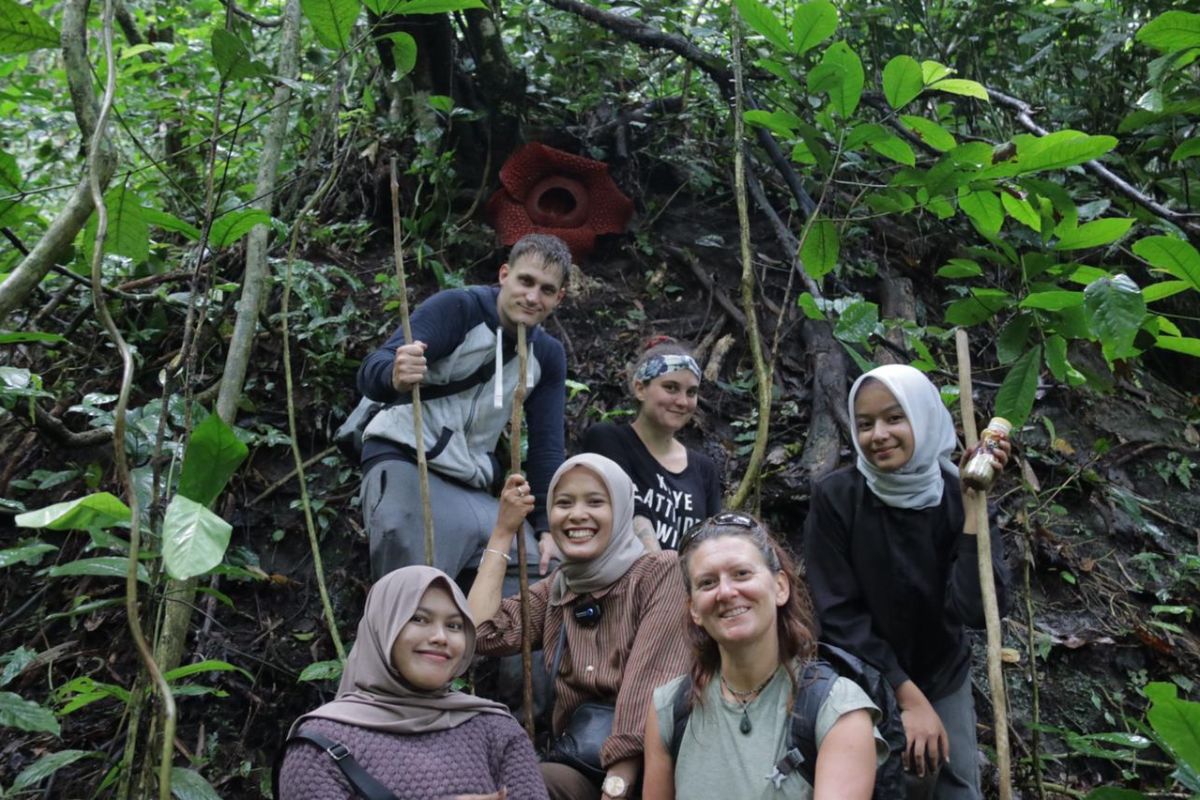 Rafflesia mekar sempurna di Batang Palupuh Agam, wisatawan mancanegara berdatangan